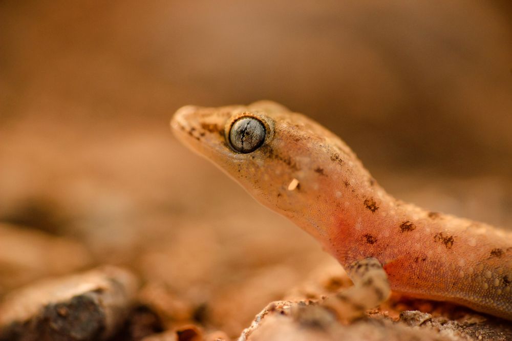 An Eye of a Gecko.