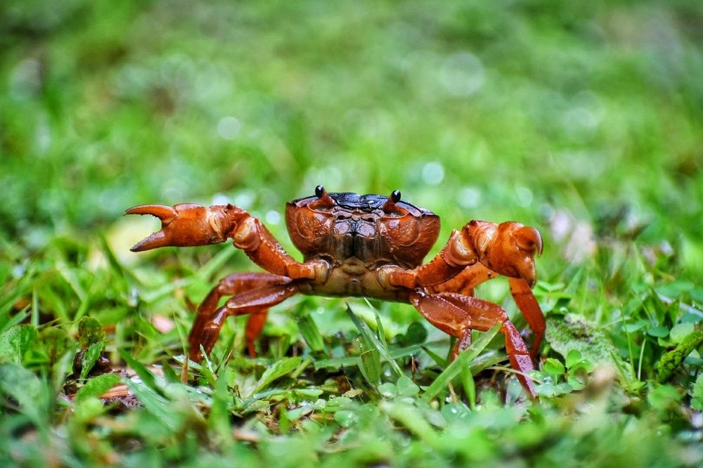 Crab