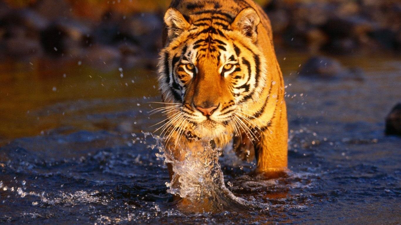 Tiger in the water