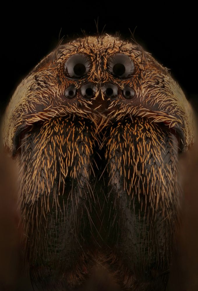wolf spider
