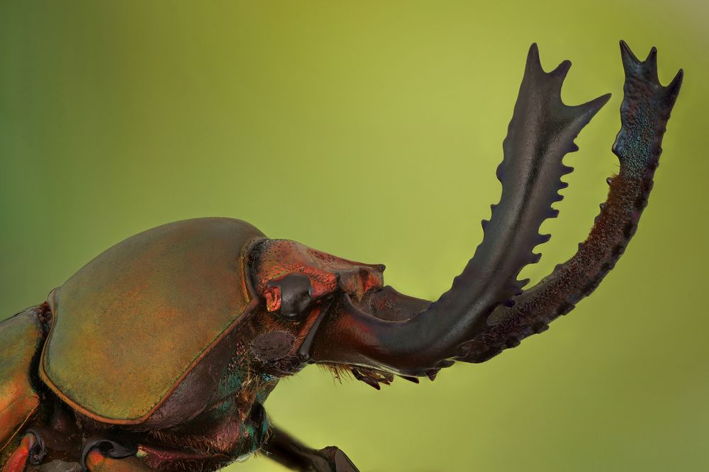 Green Stag Beetle