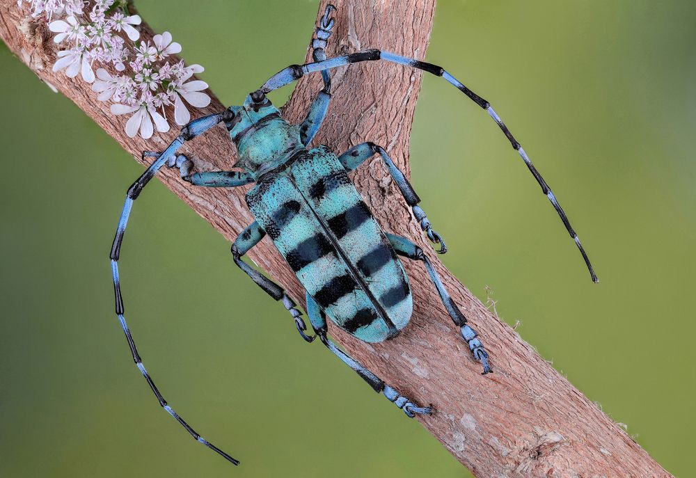 Blue Longhorn Beetle