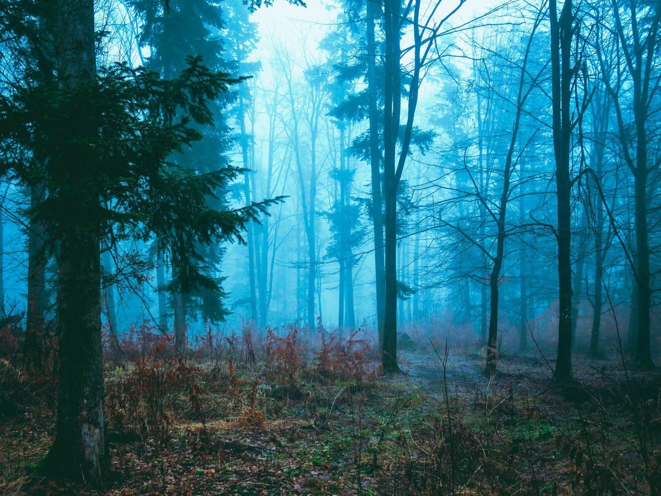 magic forest