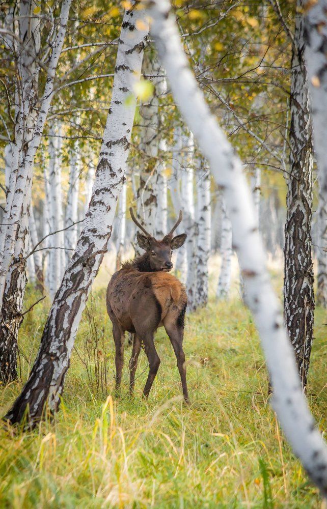 Photograph by Андрей Красников