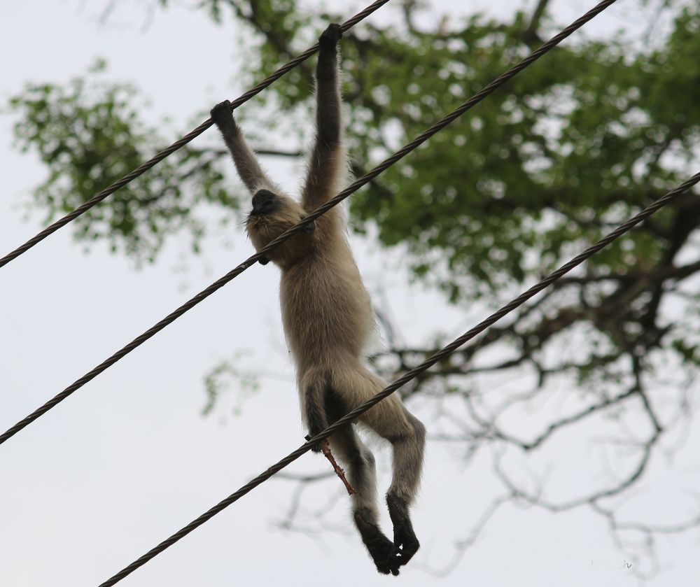 Human-Wildlife conflict