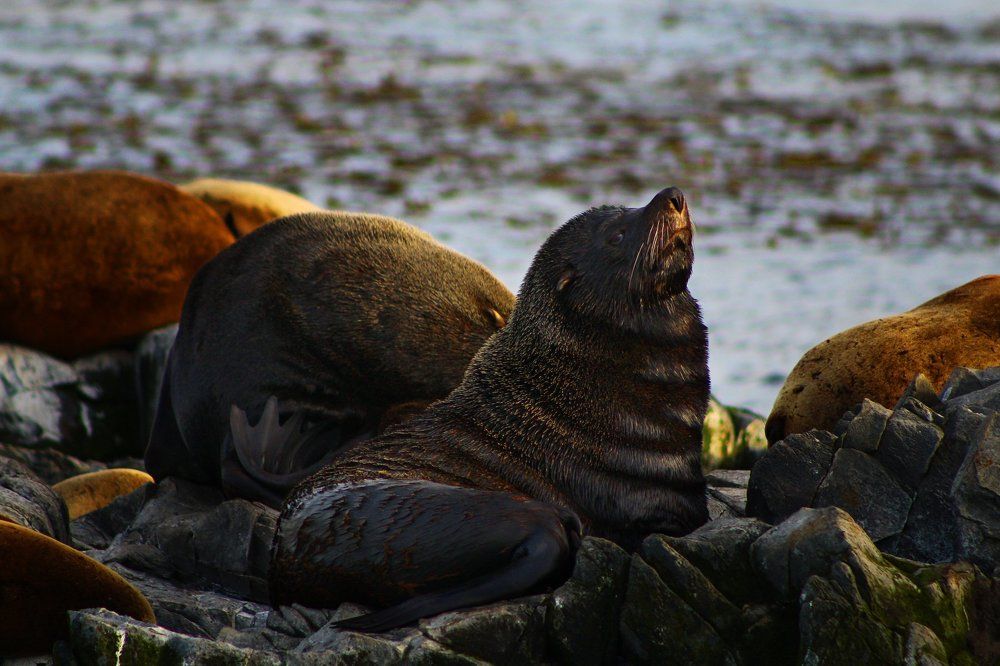 Lobo Marino de dos pelos