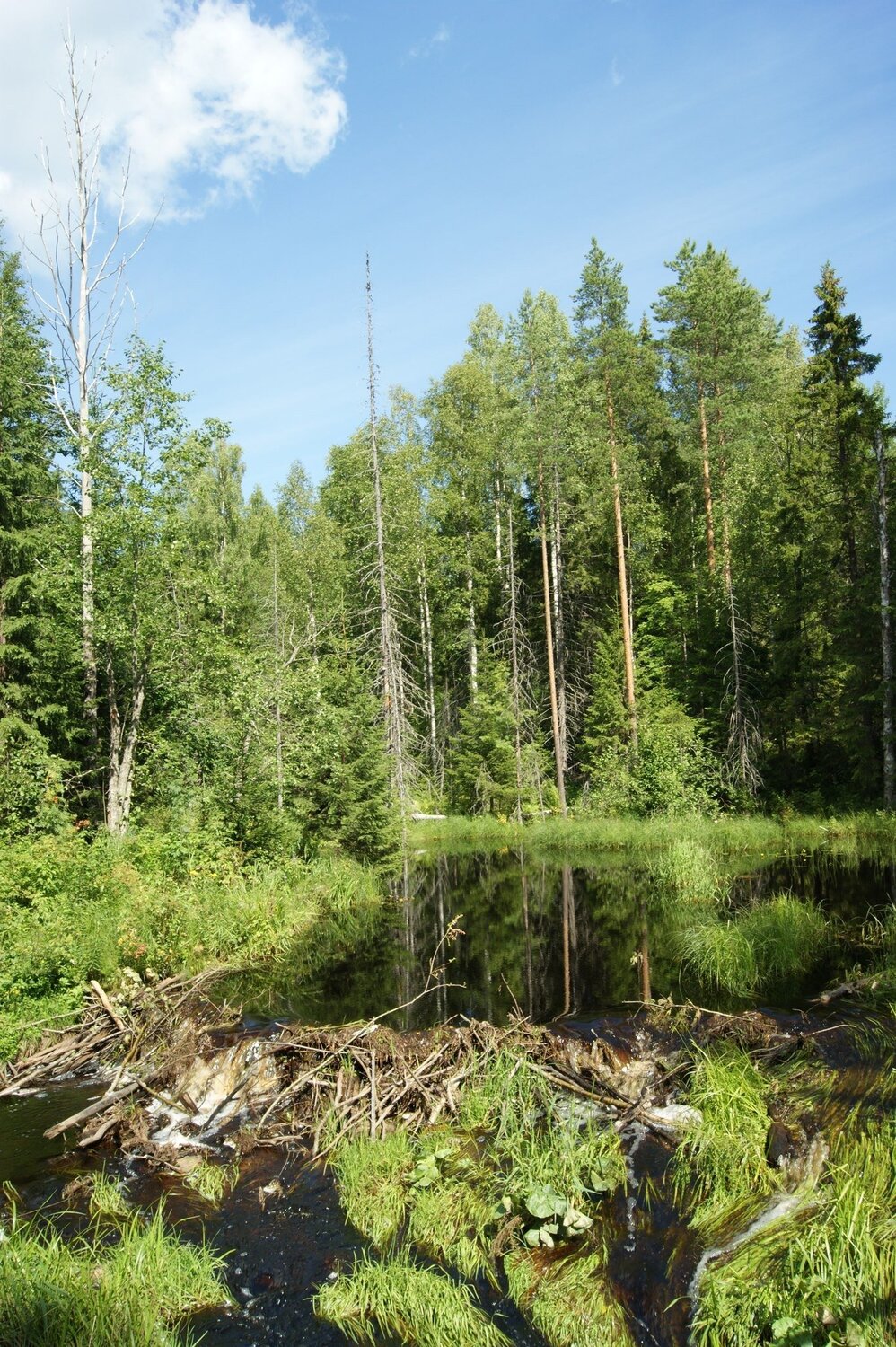 Петрозаводск