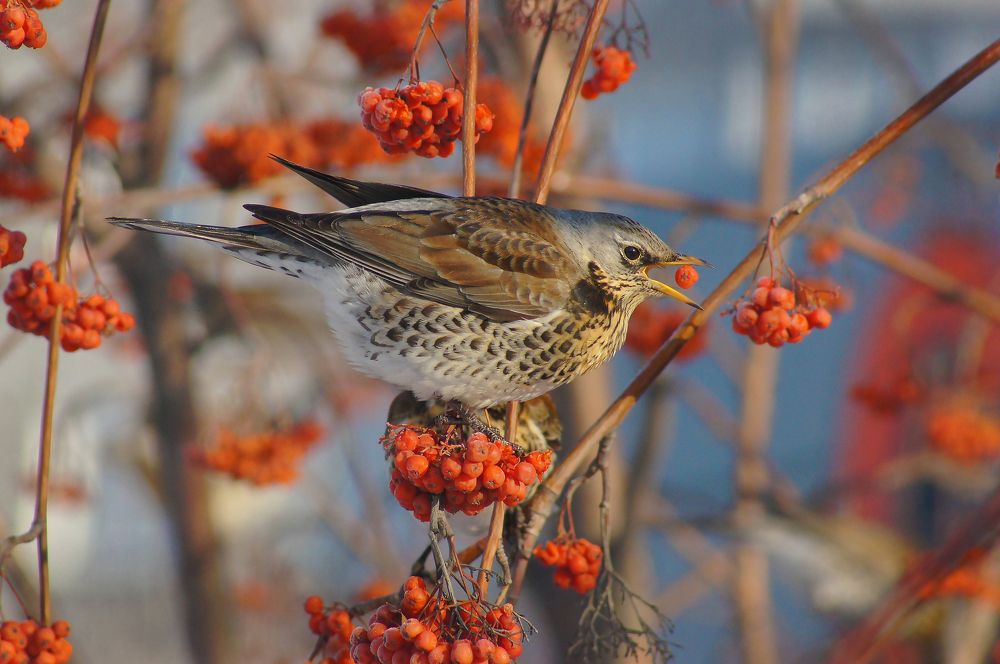 Photograph by Денис Жбир