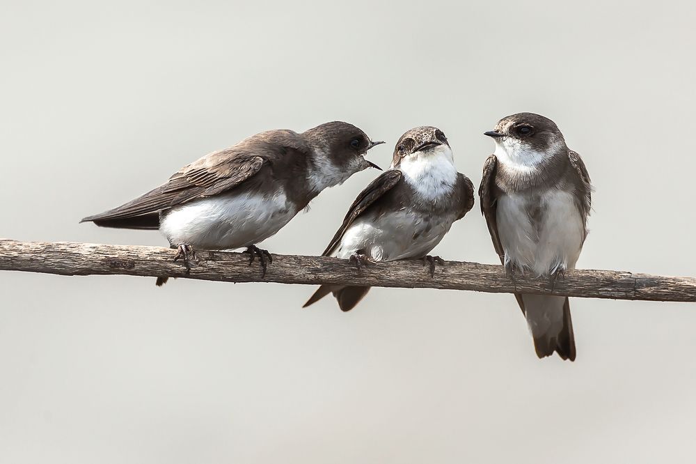 Береговушки-сплетницы