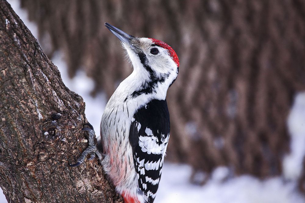 Белоспинный дятел