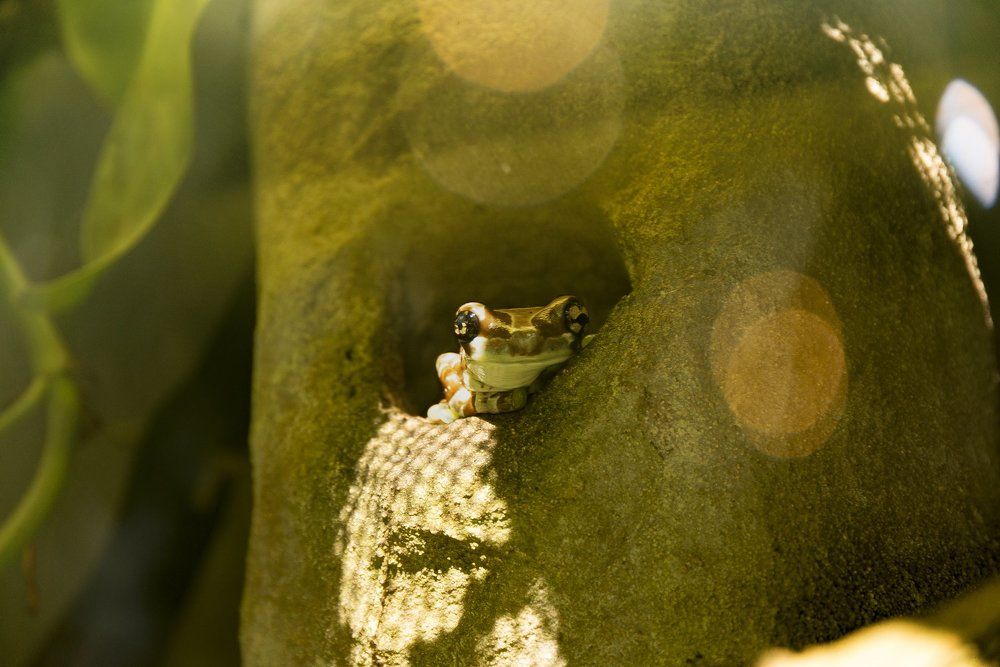 Любопытная лягушка