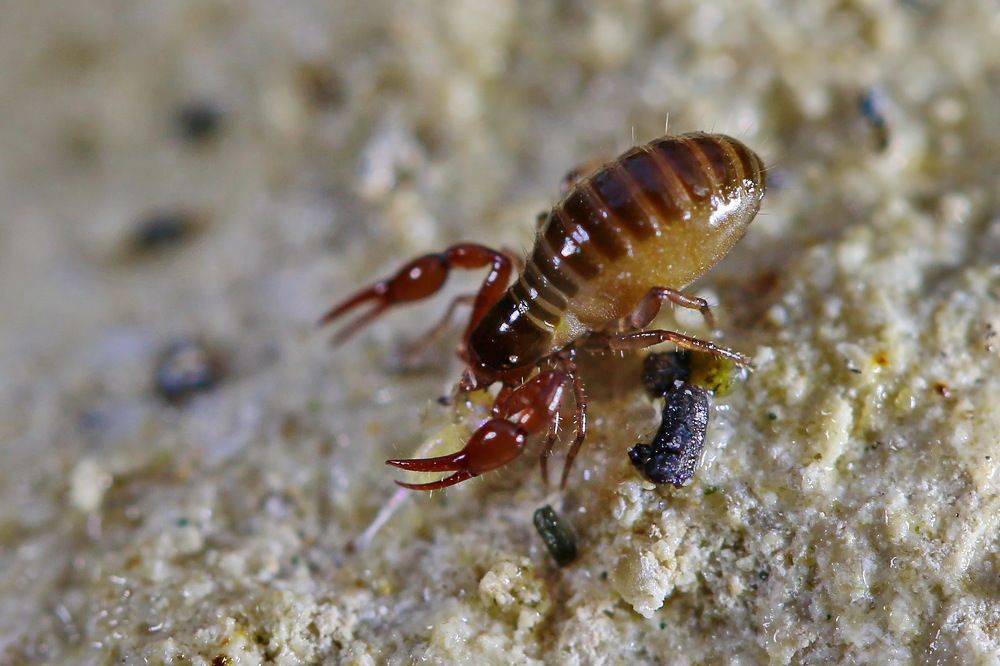 Ложноскорпион