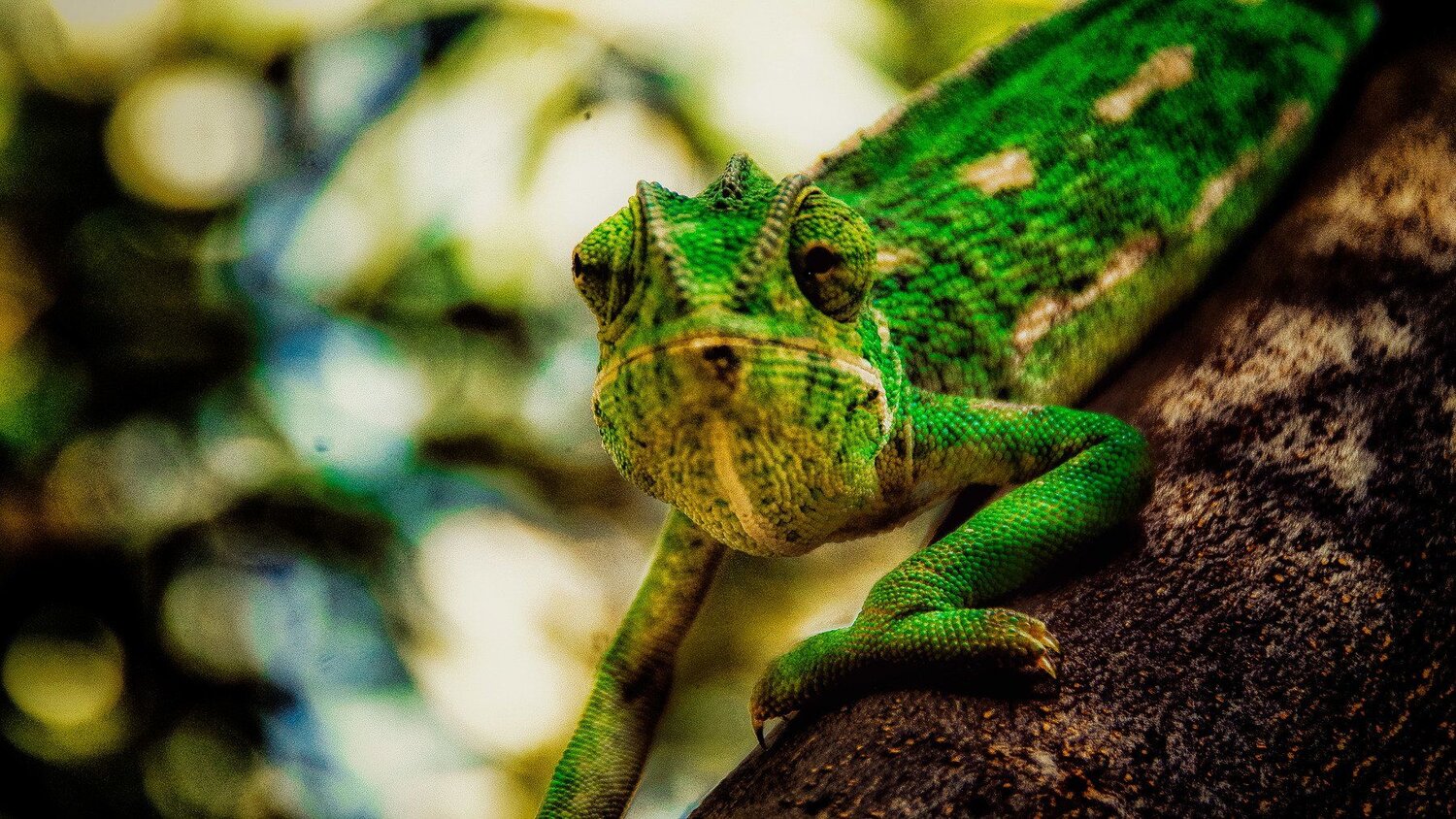Lezard
