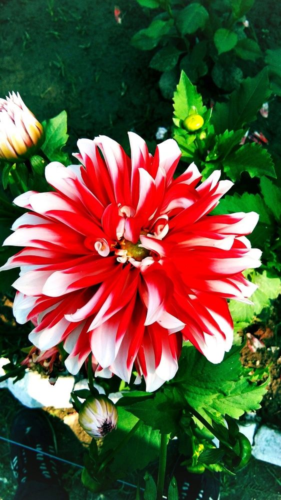 Dahlia flower