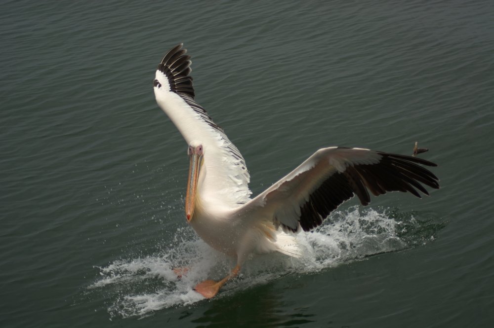 Мягкая посадка