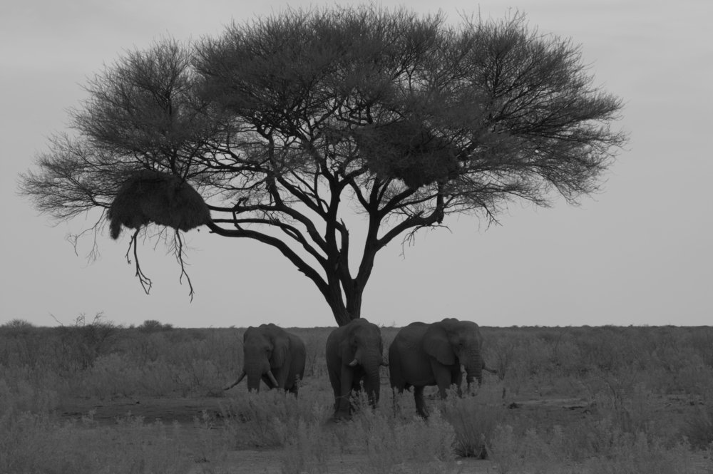 Три богатыря