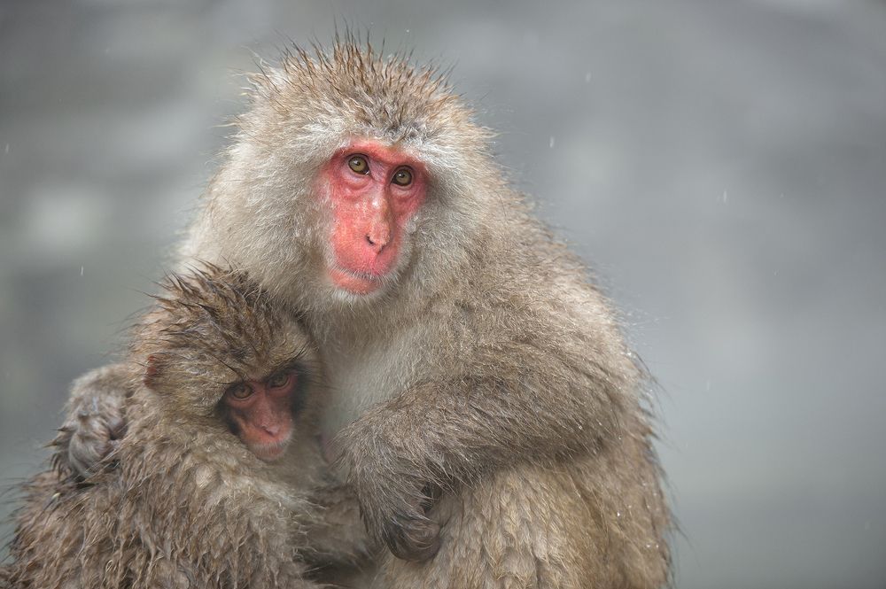 Snow Monkey