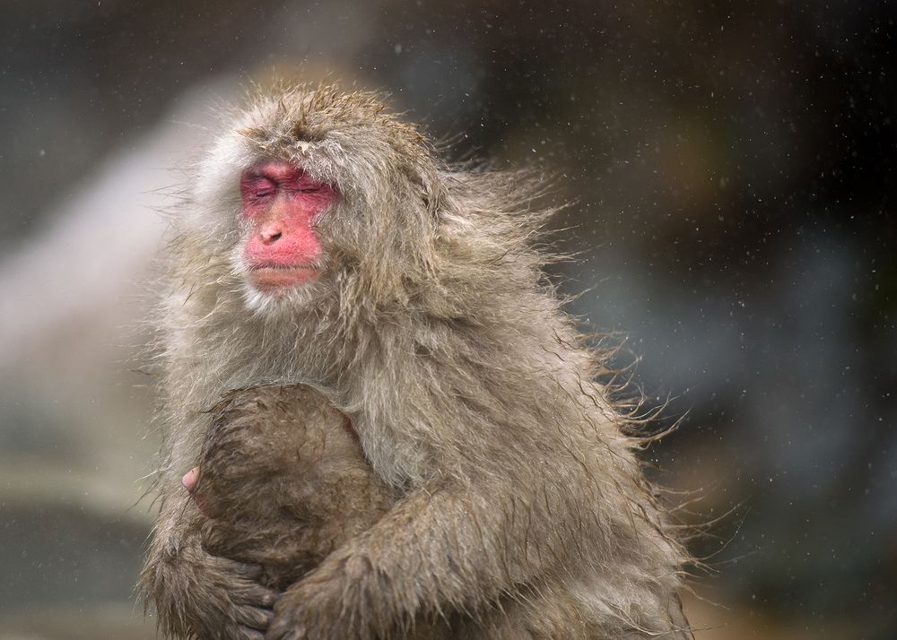 Snow Monkey