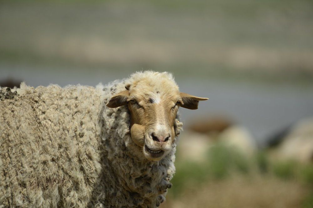 Фотография автора Медведев Сергей