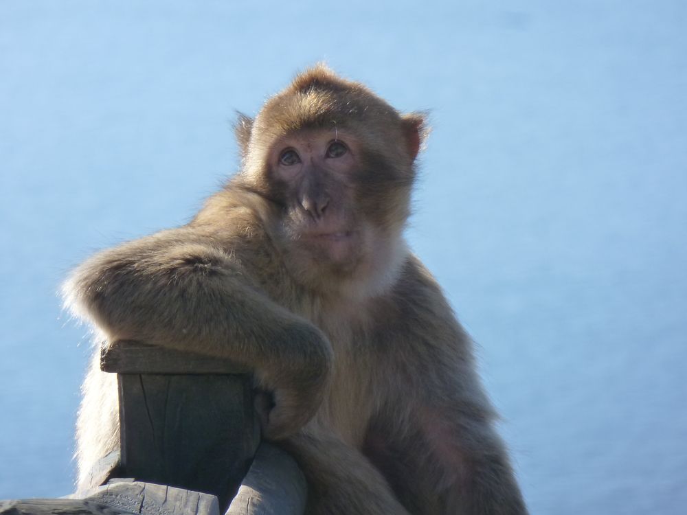 молодой магот