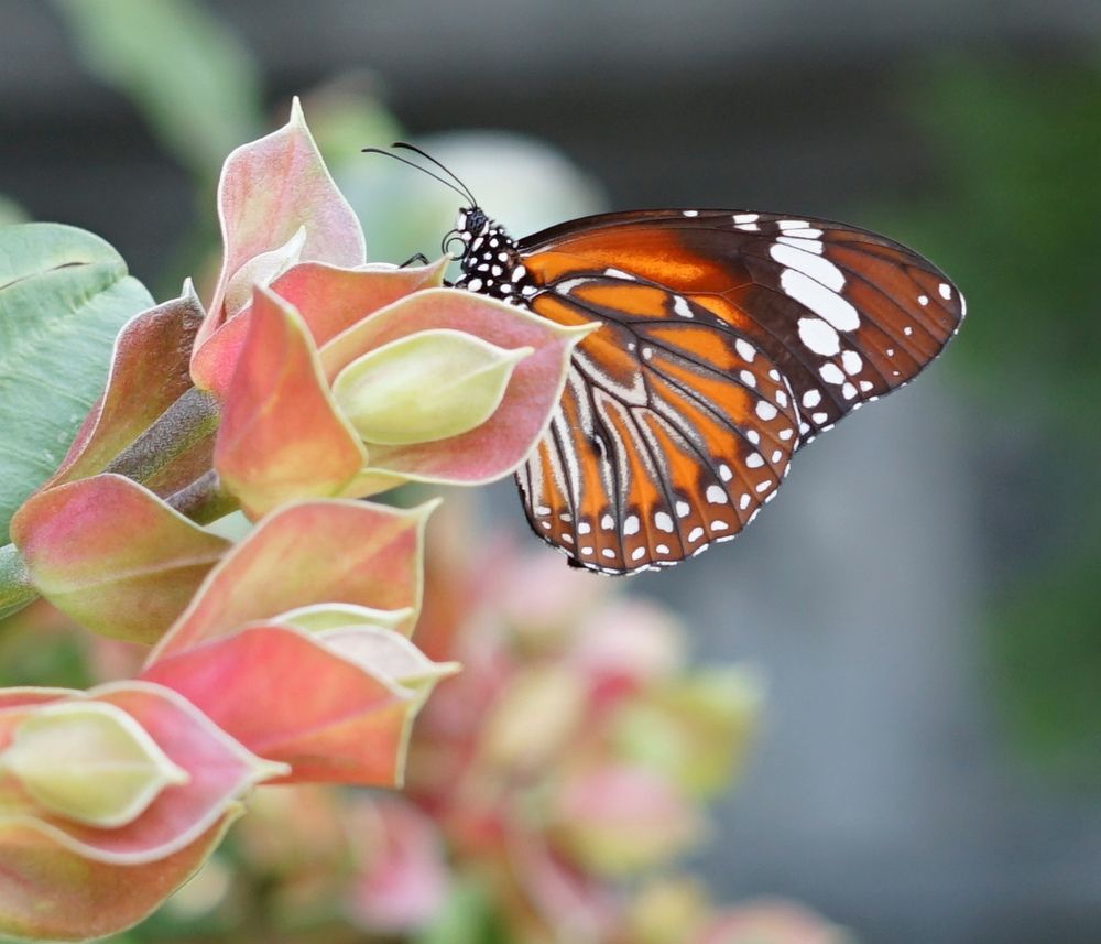 Flower and Butterfly