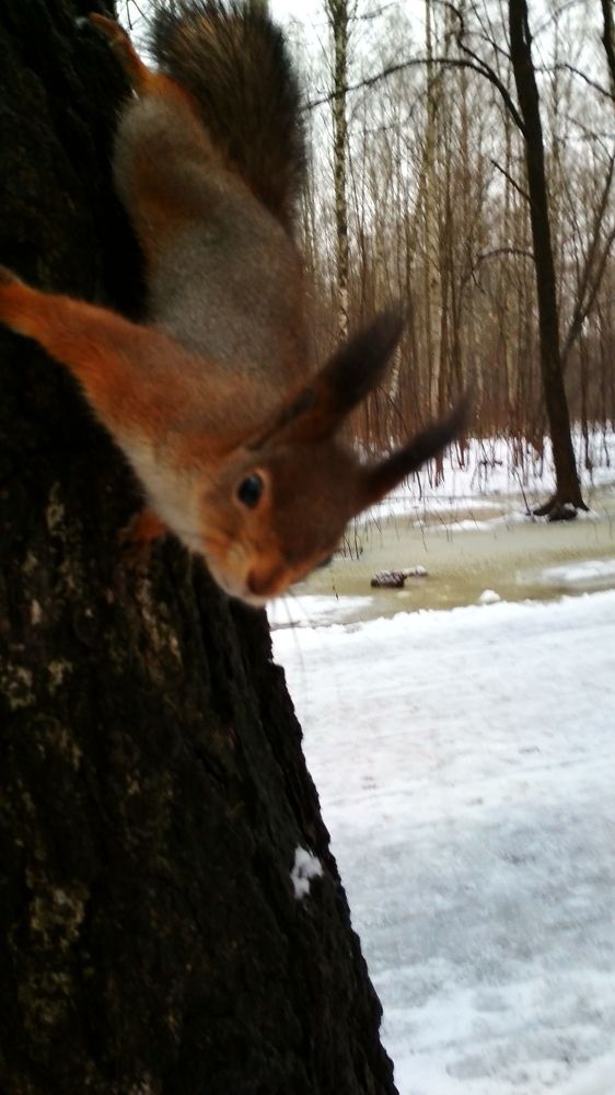 Photograph by Любовь Макарова