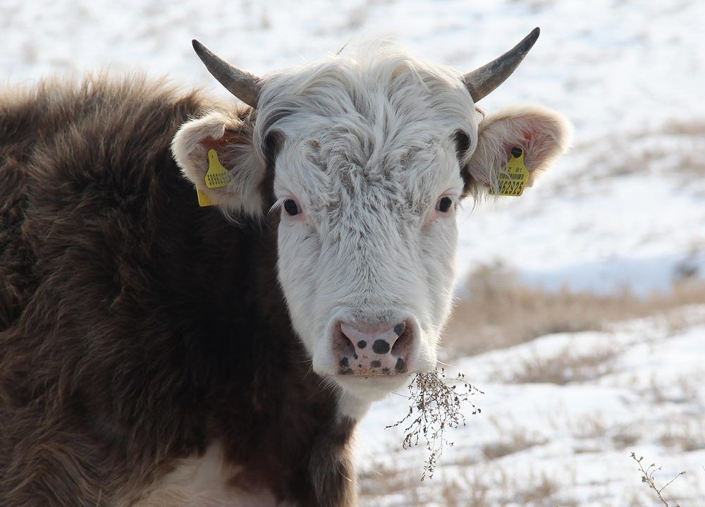 Фотография автора Елена Субботина