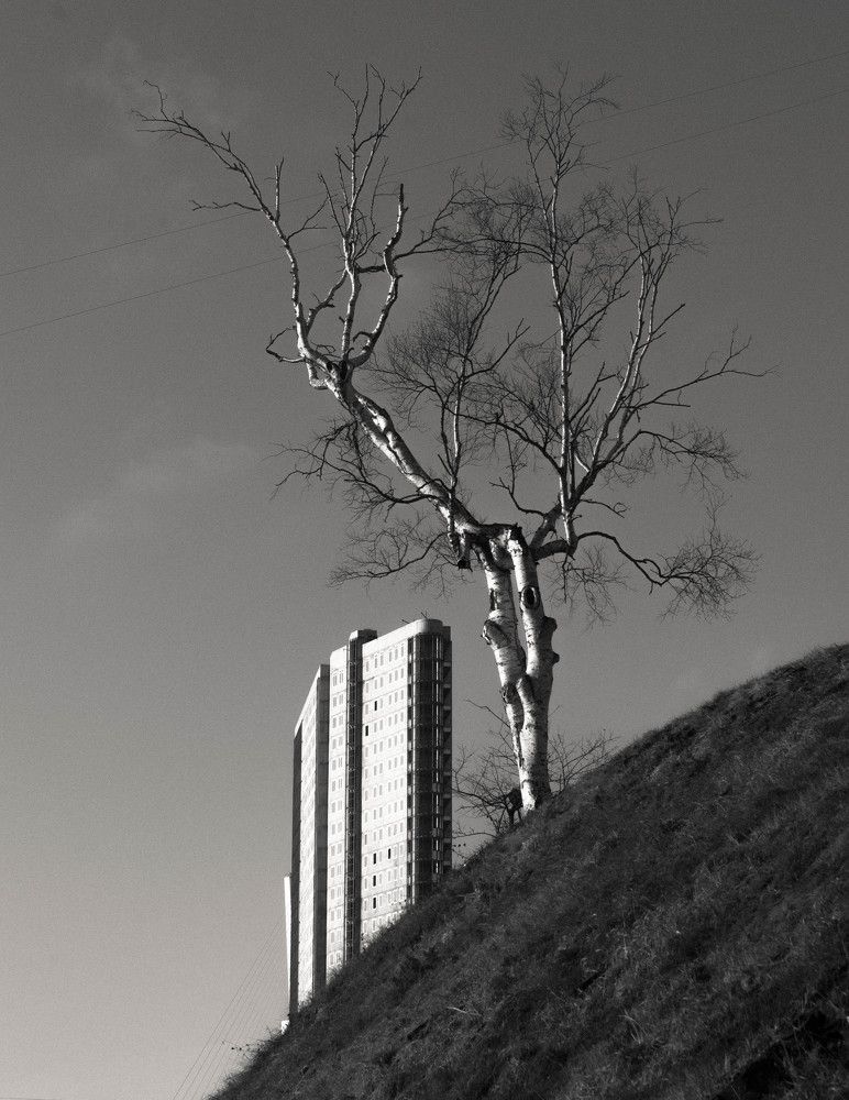 Весенние побеги Владивостока