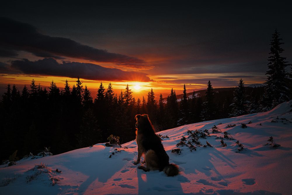 Собака и восход солнца...