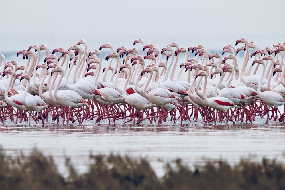 Flemingos