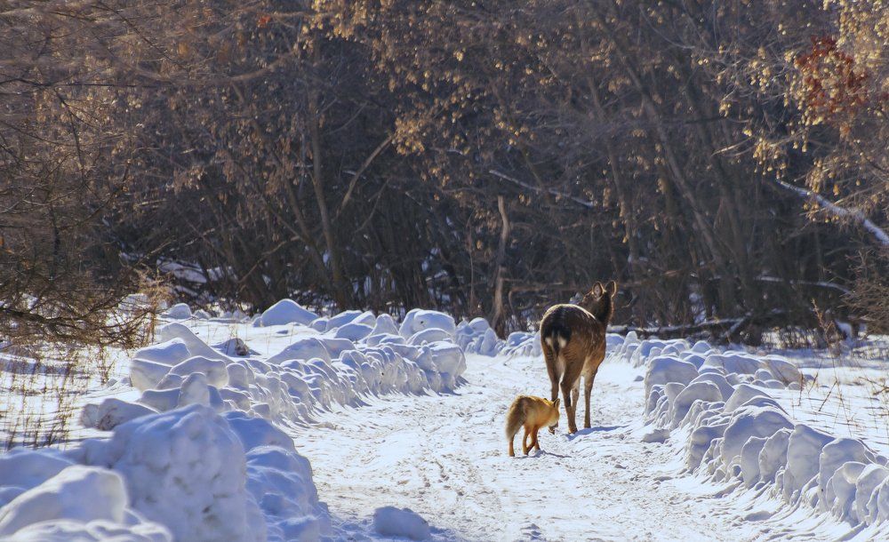 Сказ о том, как лисица с оленем дружбу вела.