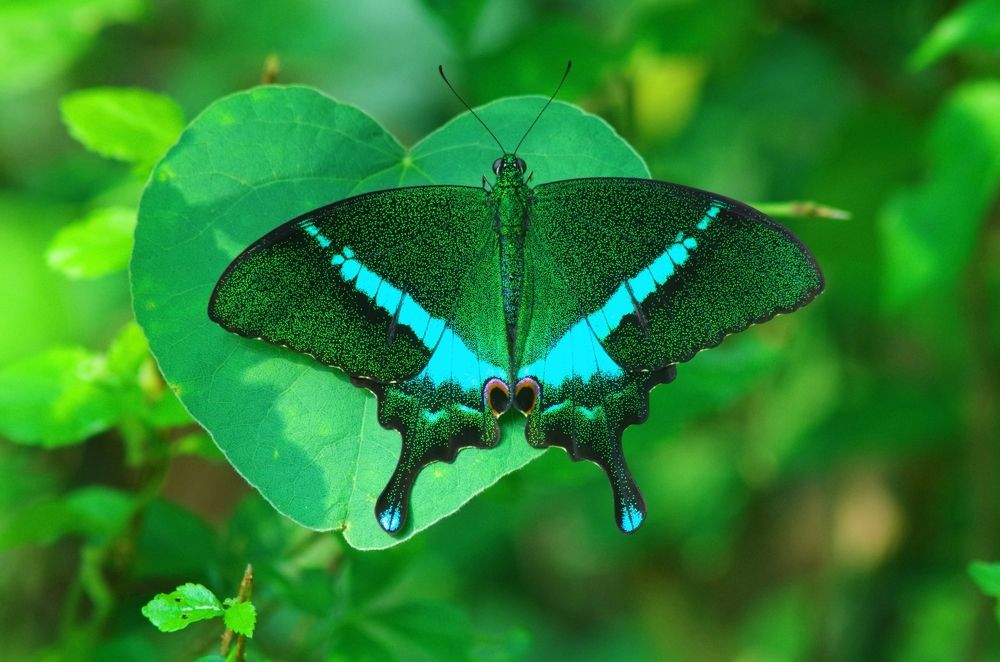 On the Heart of Nature