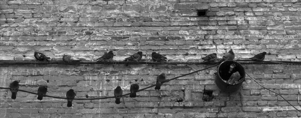 pigeons