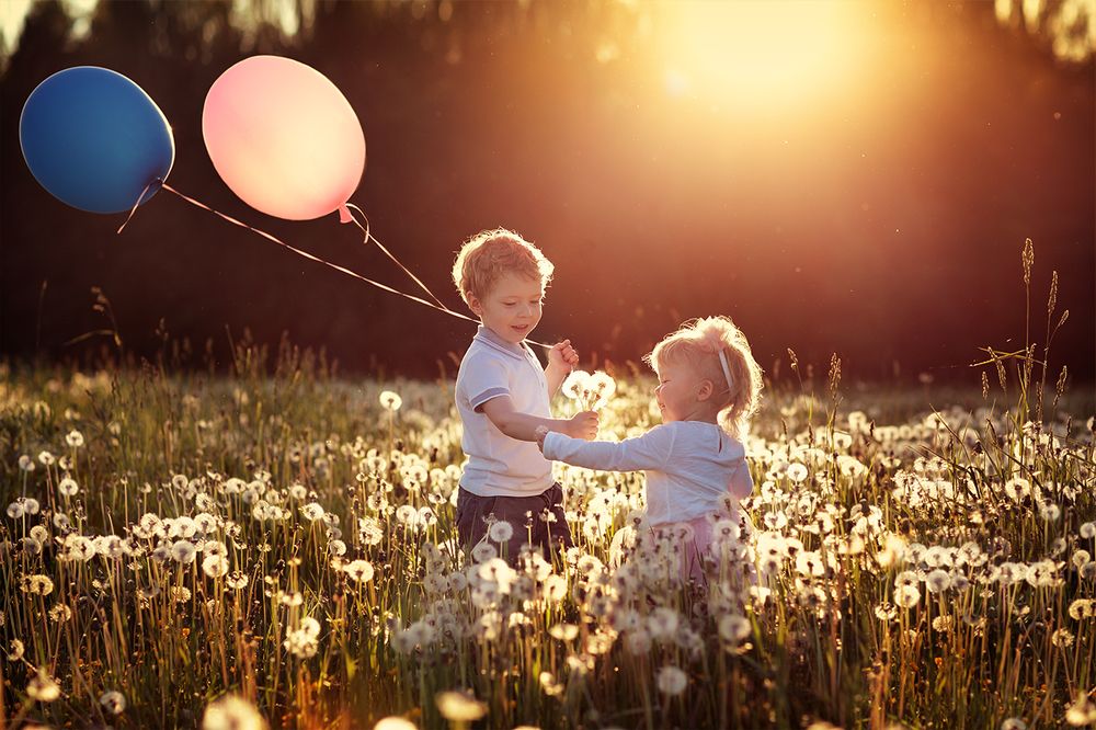 Одуванчики