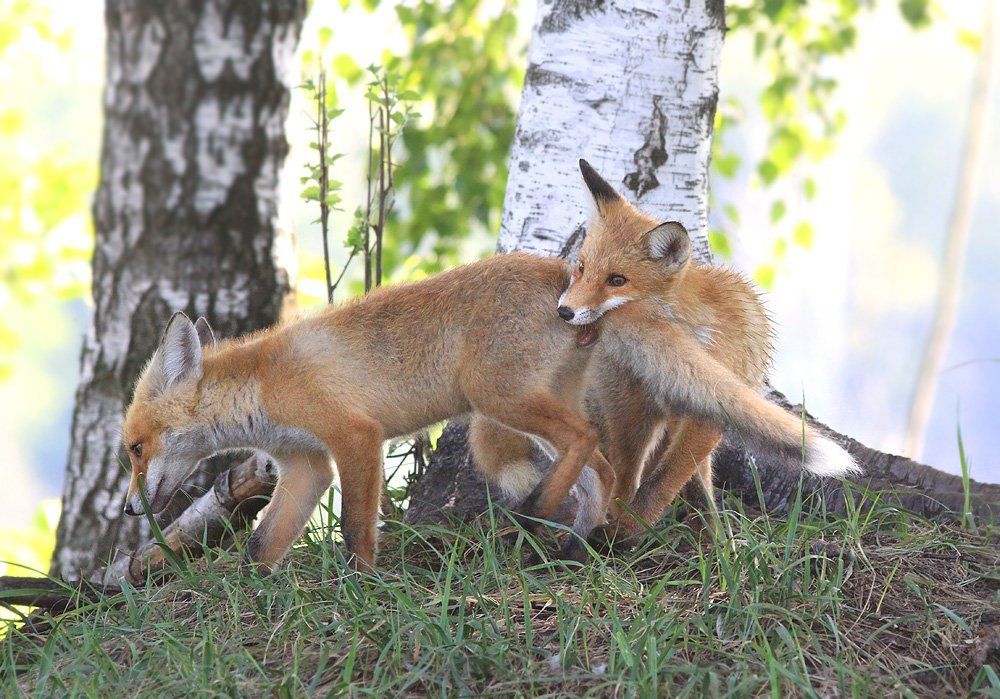 Игра с хвостом