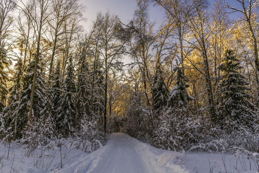 Зимний лес в лучах закатного солнца