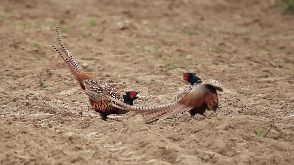 Pheasants fight