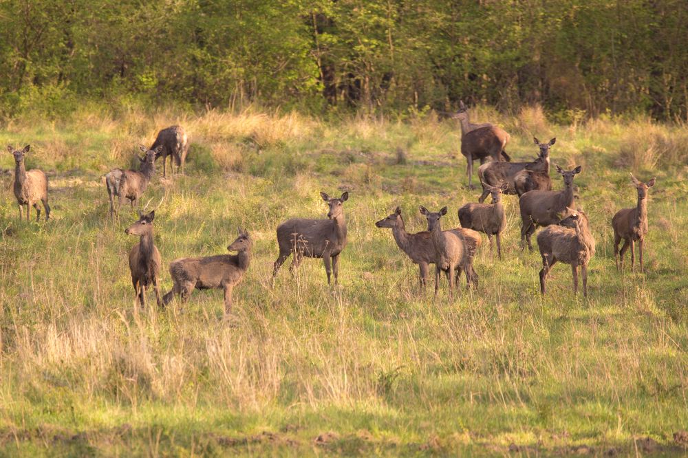 Red deer familly