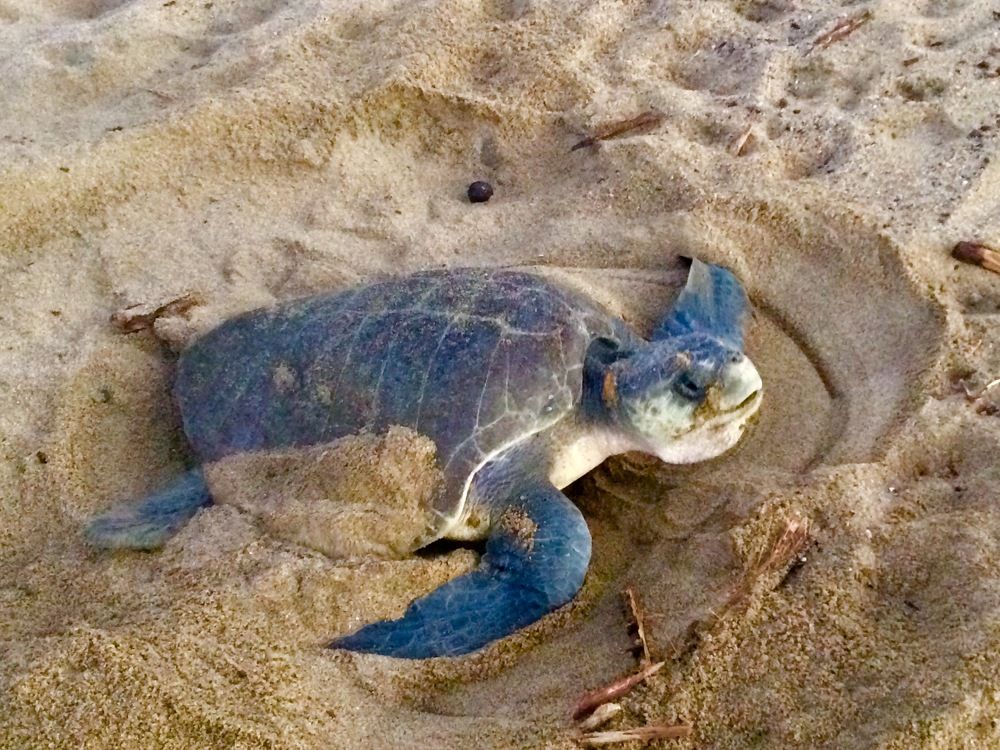 Turtle laying eggs