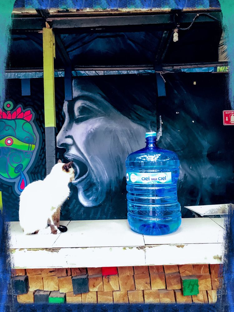 The water, the jug and the portrait eating the cat