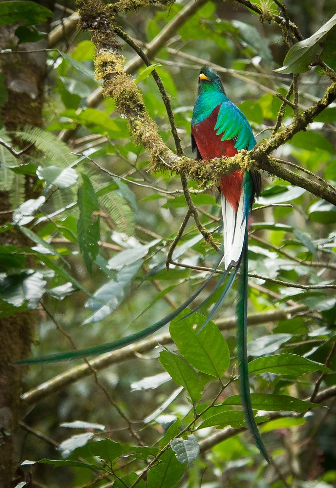 The emperor of the jungle