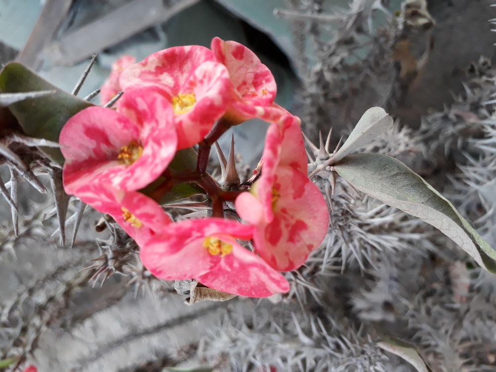 Crown of thorns