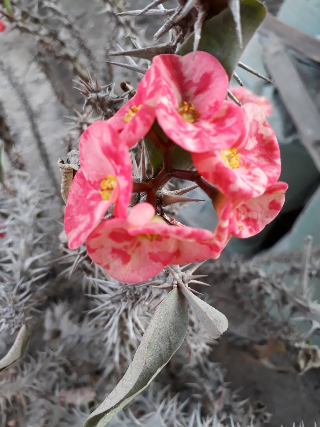 Crown of thorns