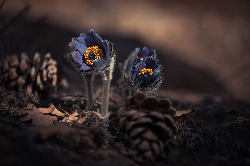 Photograph by Atanas Kulishev