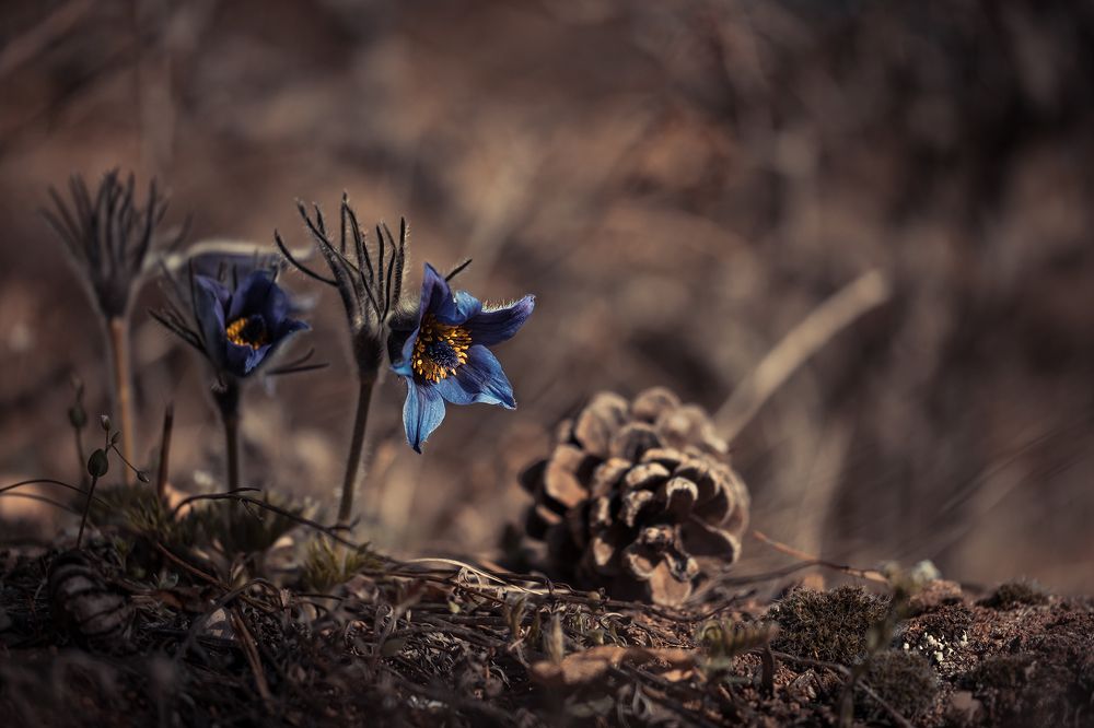 Photograph by Atanas Kulishev