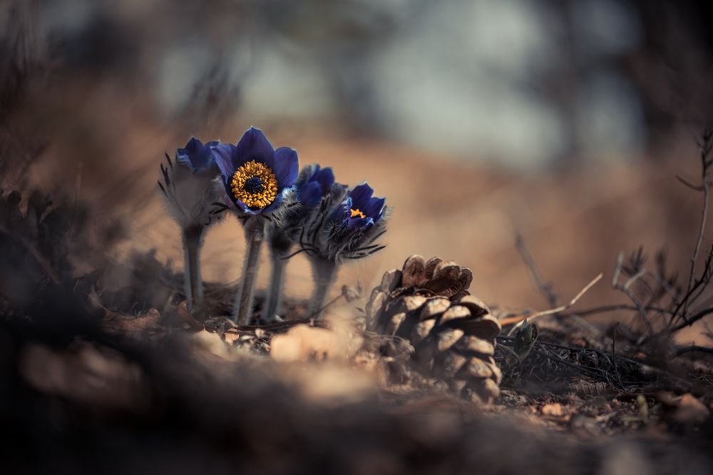 Photograph by Atanas Kulishev