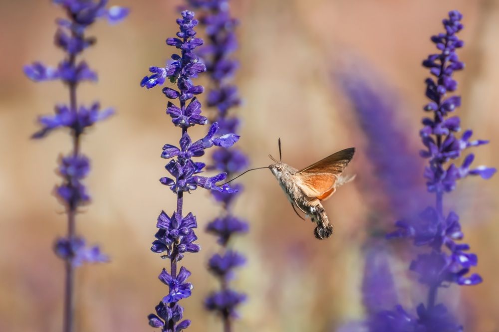 Колибри мира насекомых