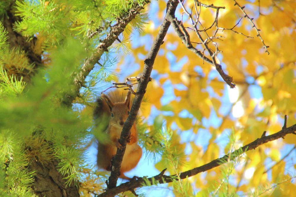 Любопытная белка