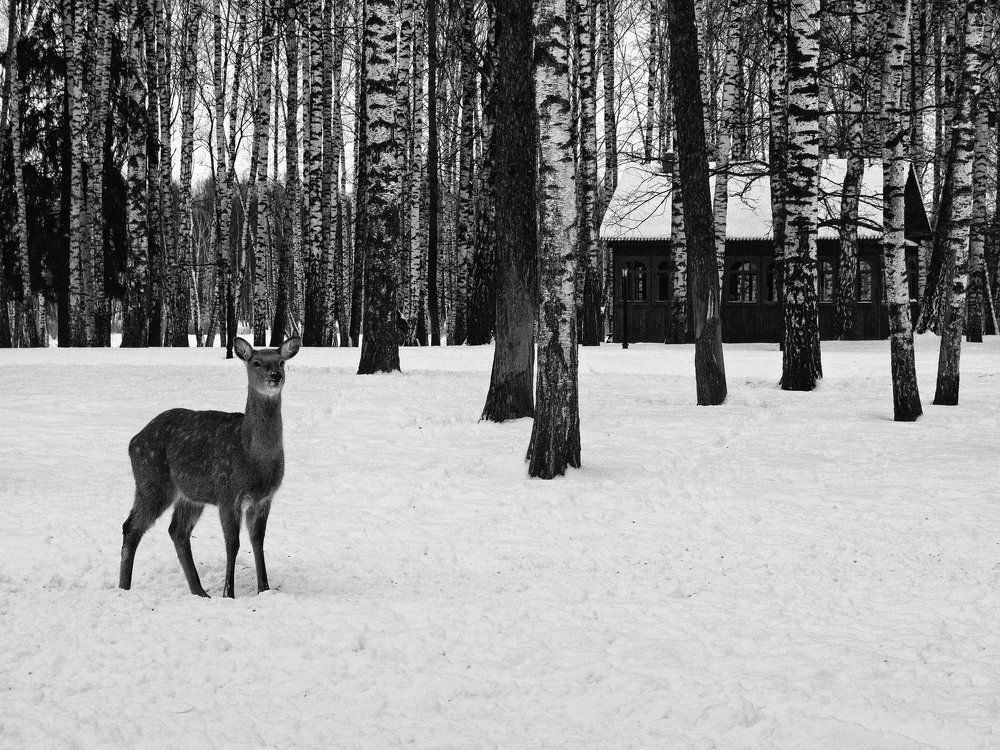 Feel the Russian winter!