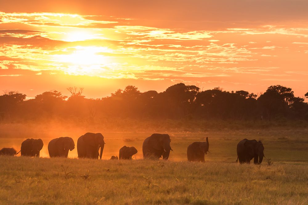 Elephants at dawn